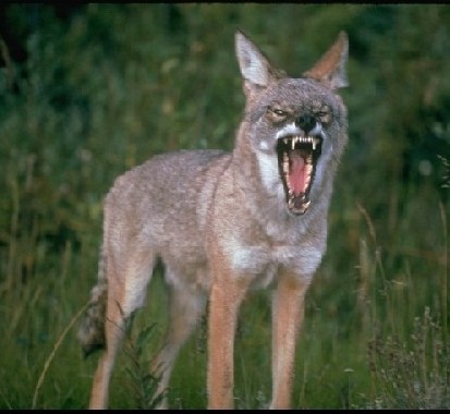 Los verdaderos coyotes