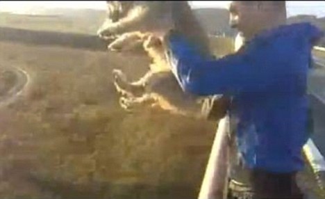 Crueldad contra animales