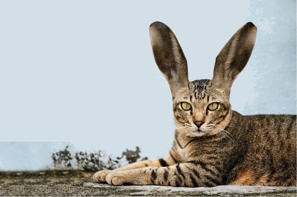 Paquete “gato por liebre” (falacia)